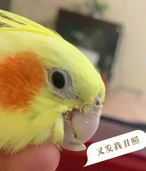 正式入坑第一只鸟———地包天玄凤鹦鹉