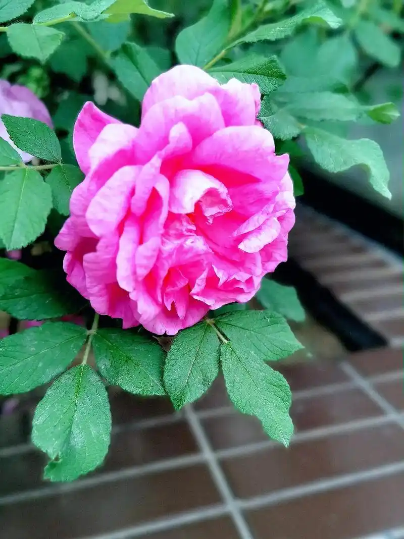 【铿锵玫瑰】粉色玫瑰的花语:感动,永远的爱,铭记于心,爱的宣 - 抖音