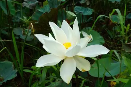 白莲藕白美丽的莲花.佛教宗教象征照片