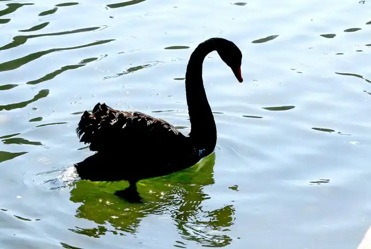 天鹅湖里可爱的黑天鹅 - 美篇