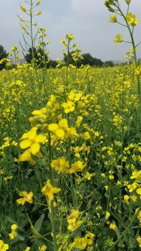 2019花开季,放飞心情,圆梦之旅,欣赏大自然美景,去看大海波涛澎湃!