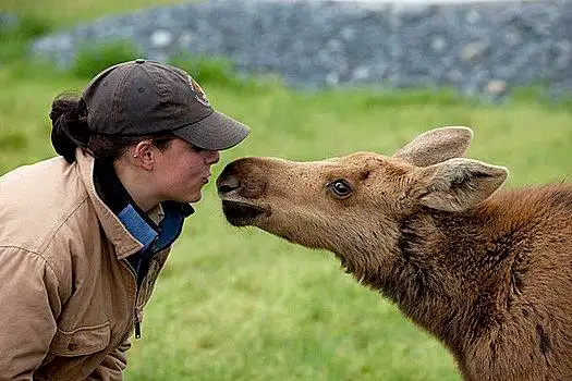实习生,阿拉斯加野生动物保护中心,幼兽,驼鹿,互动,阿拉斯加,夏天