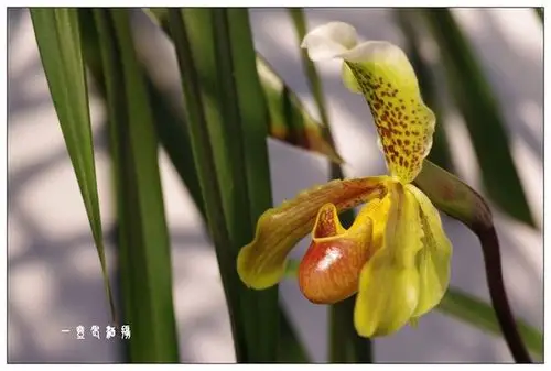 蕙芳园的波瓣兜兰