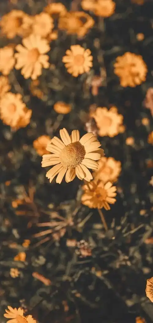 ins风 壁纸|背景