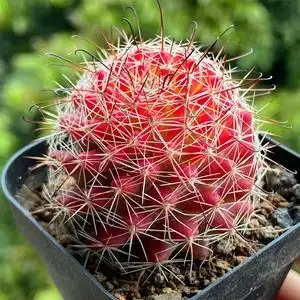 红娜丸仙人球乳突球属稀有自根红色仙人掌开花多肉植物防辐射盆栽