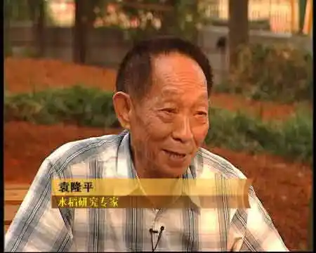 袁隆平:从一株野败培植出高产的杂交稻(图)