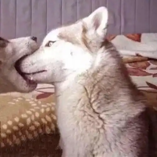 给大家分享沙雕情侣头像更新817