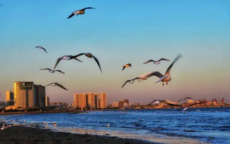 大海 晚霞 海鸥,自然 和谐 生动