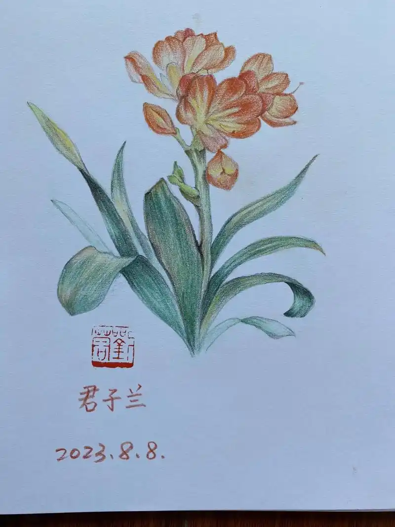 八月铅笔花卉#原创作品 #彩铅 #让喜欢的事成为生活 #因为 - 抖音