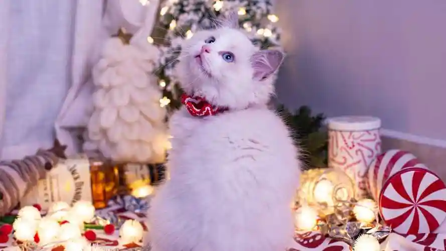 性格温柔的布偶猫-动物壁纸 - 壁纸家