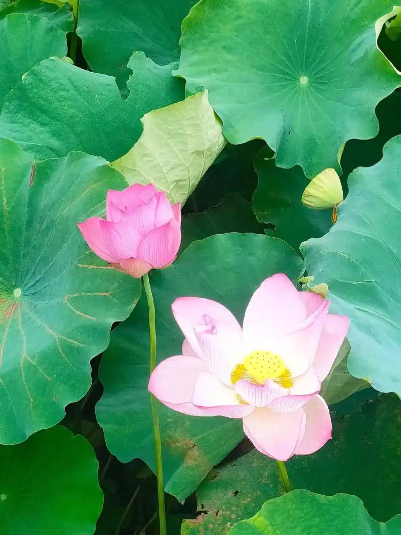 佛说,每个人的心中都有一朵清净的莲花,不管人世间有多少苦难,多少