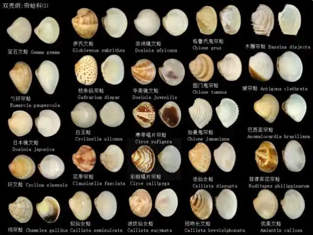 贝壳图鉴 - 美篇