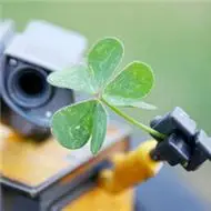 幸运草唯美头像图片,唯美好看的幸运草图片头像精选下载