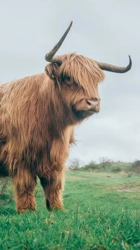 牛- 堆糖,美图壁纸兴趣社区