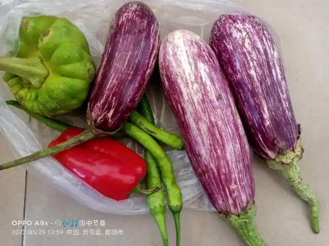 这个茄子的品种叫什么