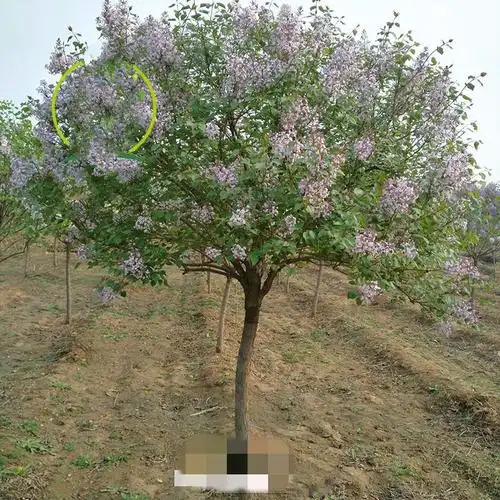 丁香花树苗盆栽别墅紫色丁香植物花卉室内庭院风景树紫丁香2cm粗不含