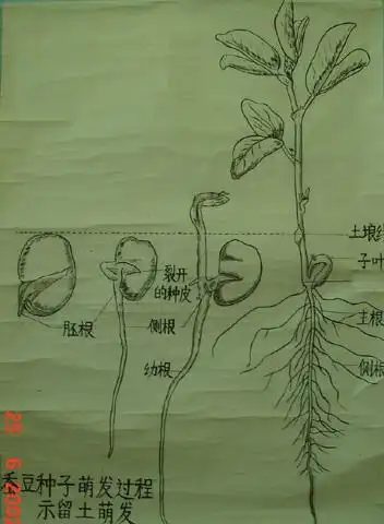 蚕豆种子萌发过程示留土萌发