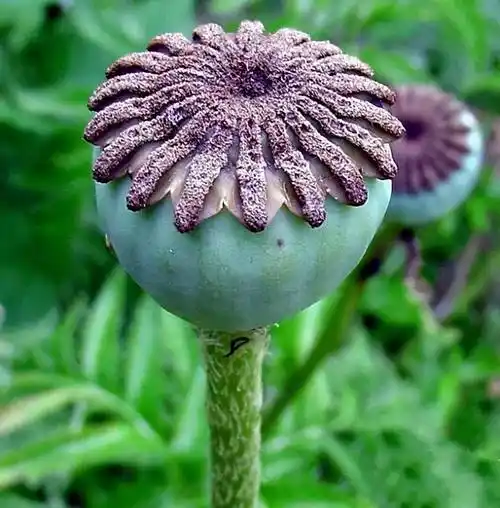 靖远县禁毒委员会办公室关于禁止非法种植罂粟等毒品原植物的通告