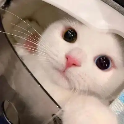 可爱胖猫咪头像 高清适合做头像的搞怪猫咪胖猫咪_动物头像_美头网