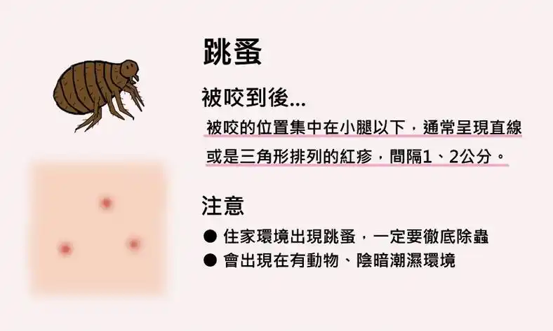 跳蚤咬的症状图片 怎么判断是被跳蚤咬的图片-星星快文