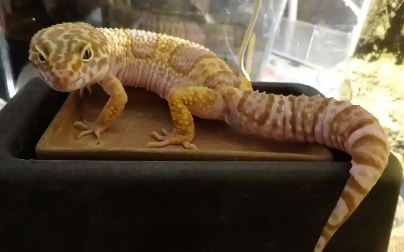 [豹纹守宫】书接上回,继续阐述豹纹守宫的基本特征(四)