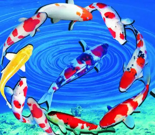 锦鲤鱼风水养几条好