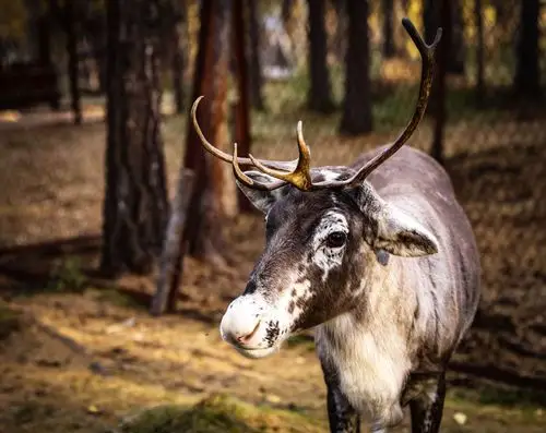 驯鹿之乡～敖鲁古雅