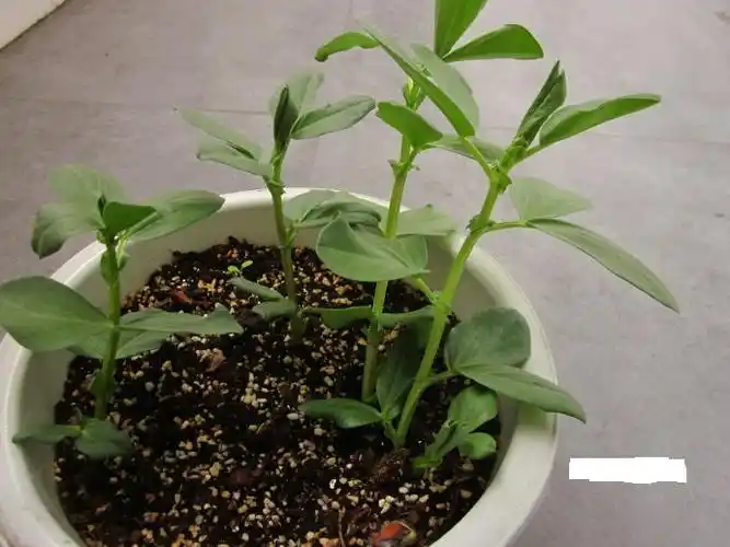 蚕豆的生长过程的图片那能找到