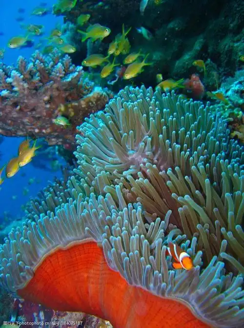 海底世界美丽可爱小丑鱼图片