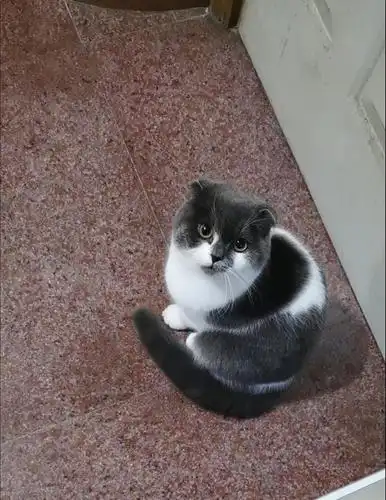 领养上海7个月蓝白折耳猫弟弟