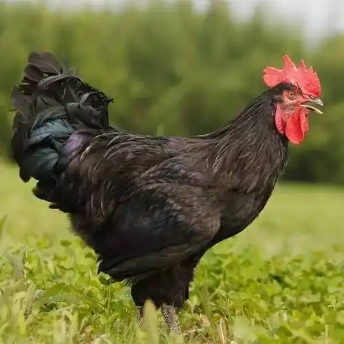 澳洲黑鸡