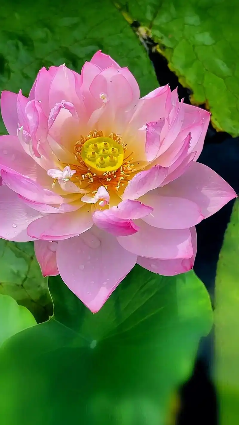 荷花.人心本无染,心静自然清,寻一处清幽,觅一处静雅,得一份 - 抖音