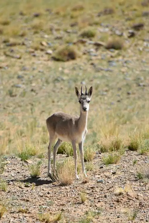 西藏自治区阿里地区藏原羚羚羊野生动物无人区