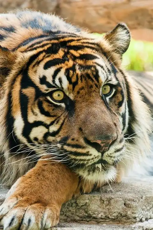 首页 动物与鸟 老虎iphone 壁纸