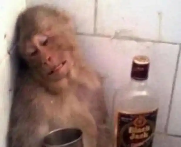 你们爱用的猴子表情包演的全是我的精神状态