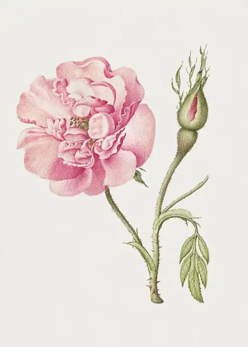 psd粉色法国玫瑰花手绘