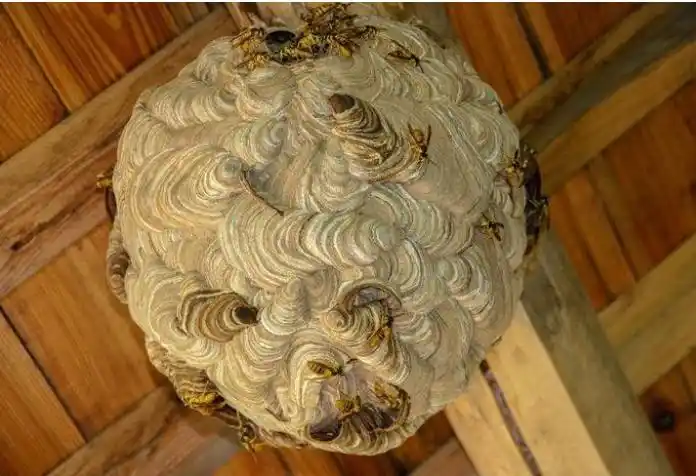 马蜂窝有什么药用价值?哪些偏方?