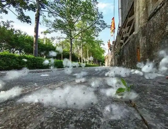 又到柳絮纷飞季!你知道要注意些什么吗?_腾讯新闻