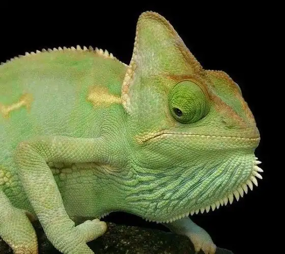 瘤尾守宫和豹纹守宫区别(瘤尾守宫寿命有几年多少钱一只)_投稿_微商