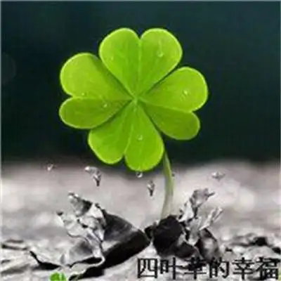 好看的四叶草图片头像四叶草最漂亮图片唯美头像大全