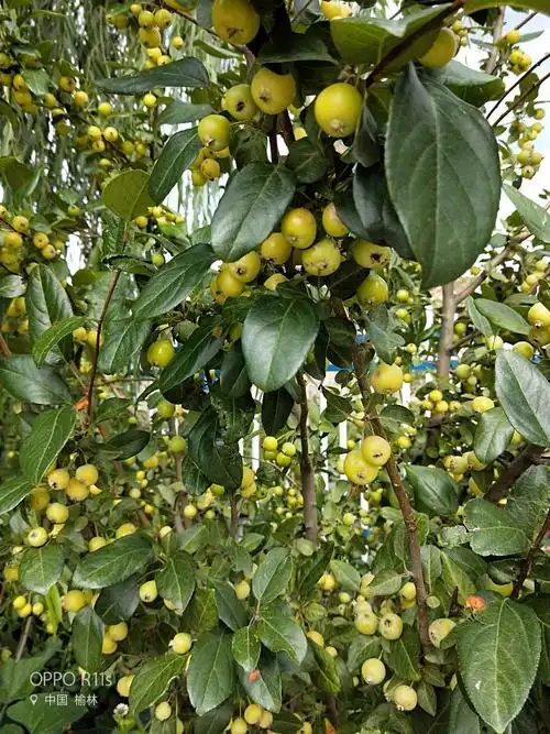 西府海棠果实累累,压弯了枝头.