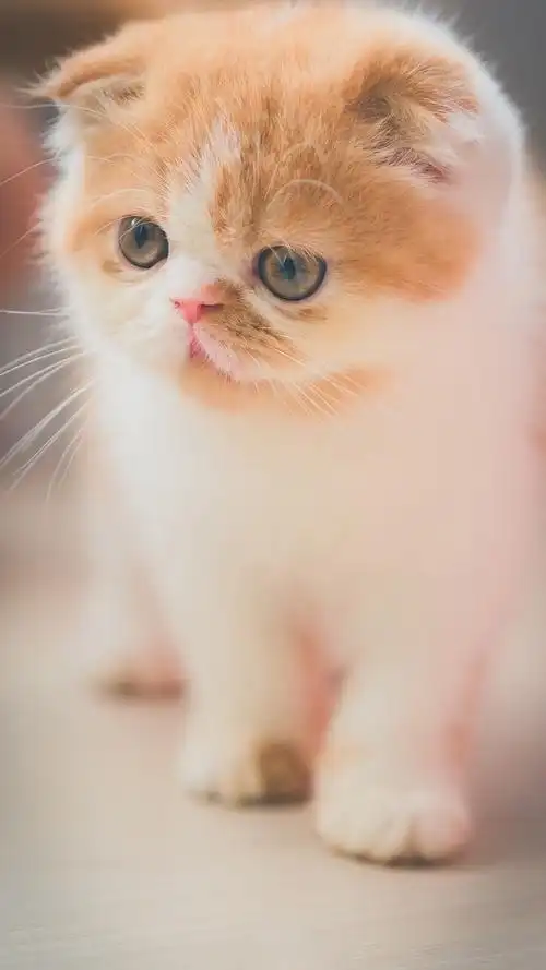 可爱喵星人卖萌图片可爱的小猫咪高清手机壁纸8