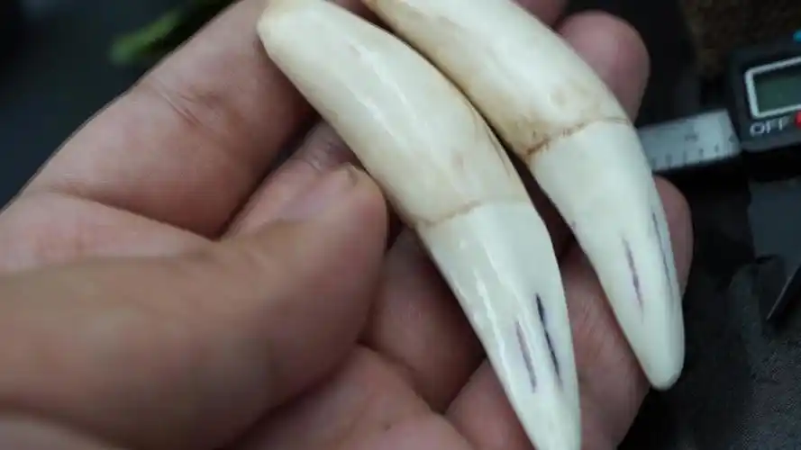 老虎牙的真假鉴别 老虎牙的特征 以及虎牙的保养方法