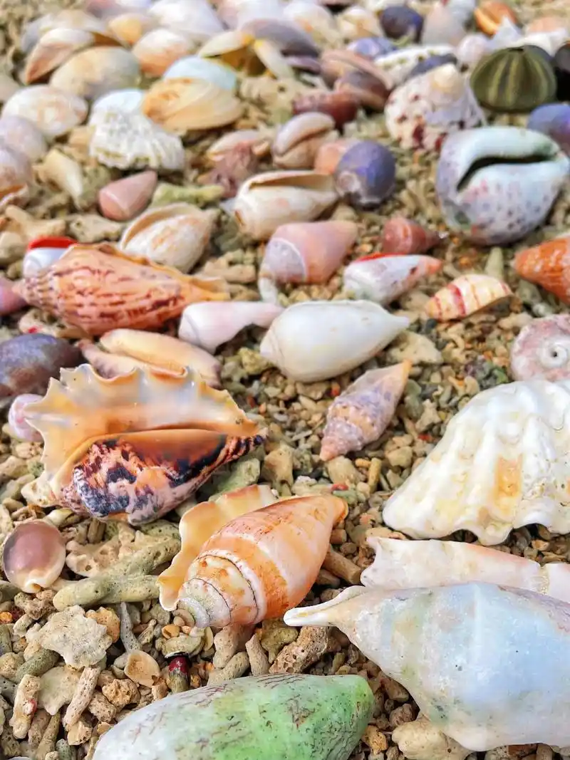 海南这个无人沙滩也藏着一些好看的贝壳螺壳.
