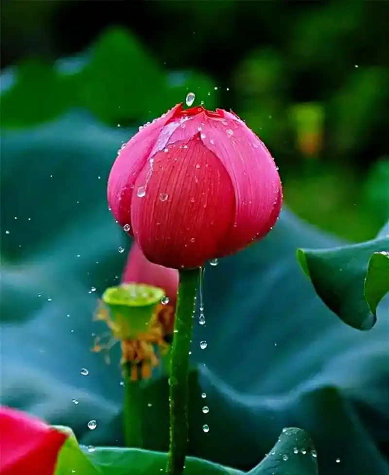 带露的荷花,在晶莹剔透的露珠点缀下,显得格外娇美,美的令人窒息,不忍