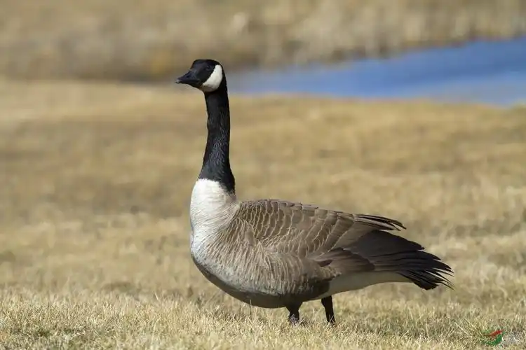 加拿大鹅