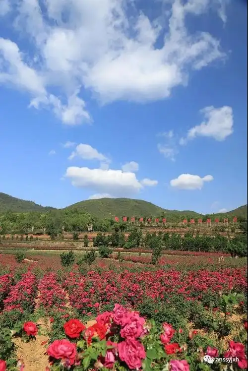 安宁市摄影家协会助力解决八街玫瑰花滞销难题