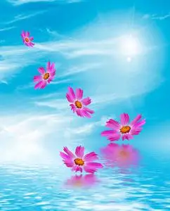 蓝天花海在蓝天白云的背景上的波斯菊花海照片