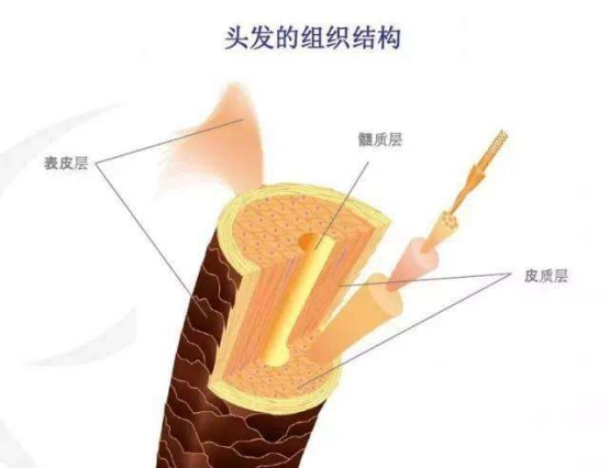 长发柔顺有光泽靠的就是这瓶精华