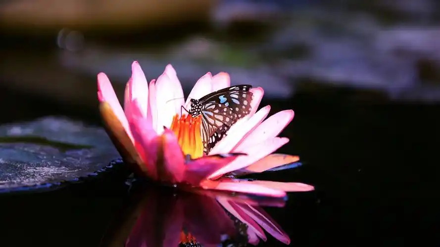 荷花上的蝴蝶壁纸